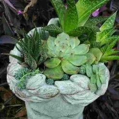 Aphrodite Lady Head Planter 6 Aphrodite Lady Head Planter -US Poultry Sales Store Aphrodite Head Planter Top View