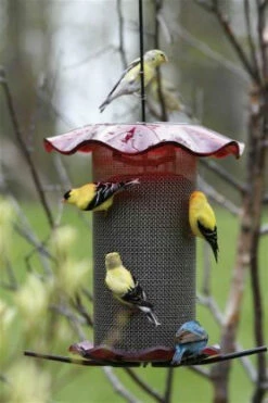 Forever Thistle Feeder-1 Qt 5 Forever Thistle Feeder-1 Qt -US Poultry Sales Store BC FF214A 539e427c 7037 4d3a 929f 9e88aa8283c0