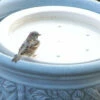 Bird Bath Raft