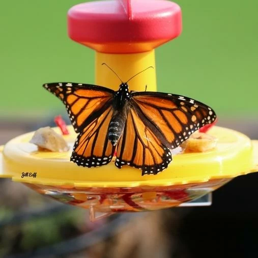 Butterfly Feeder With Nectar - Hang Or Pole Mount 2 Butterfly Feeder With Nectar - Hang Or Pole Mount - Image 2