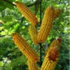 Metal Corn Cob Squirrel Feeder-8 Ears