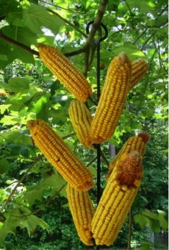 Metal Corn Cob Squirrel Feeder-8 Ears