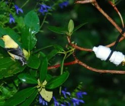 Easy Mister For Bird And Butterflies