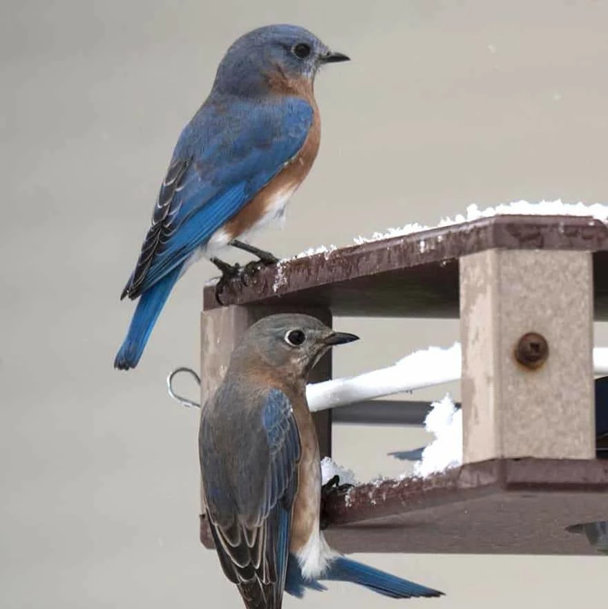 Gilbertson Hanging Bluebird Feeder 3 Gilbertson Hanging Bluebird Feeder - Image 3