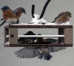 Gilbertson Hanging Bluebird Feeder