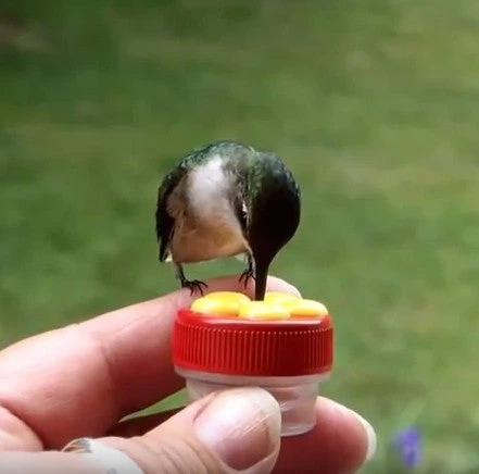 Nectar Dots Hummingbird Feeders- Set/3 1 Nectar Dots Hummingbird Feeders- Set/3