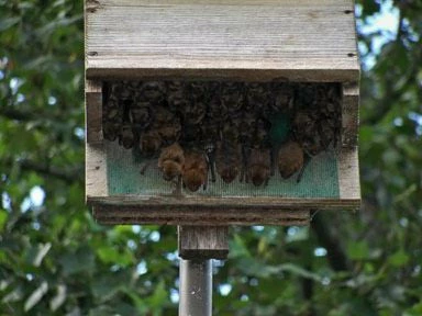 Large Capacity Bat House-5 Chamber 2 Large Capacity Bat House-5 Chamber - Image 2