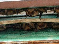Large Capacity Bat House-5 Chamber 5 Large Capacity Bat House-5 Chamber -US Poultry Sales Store LKbathousenew e3274307 a3b4 48bf 9eff 1b10d1a135e7