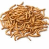 Live Mealworms-Bulk Options