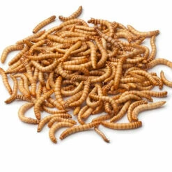 Front Page 19 Live Mealworms-Bulk Options