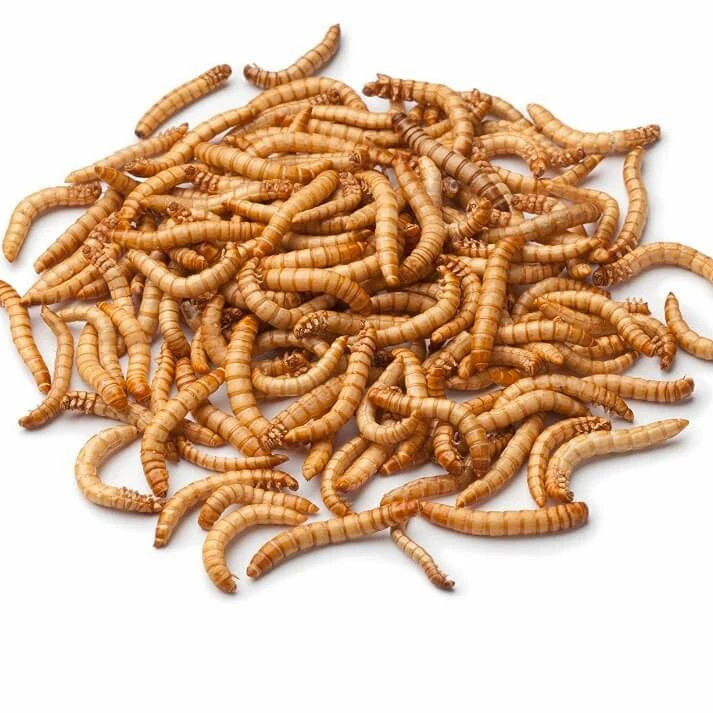Live Mealworms-Bulk Options 1 Live Mealworms-Bulk Options