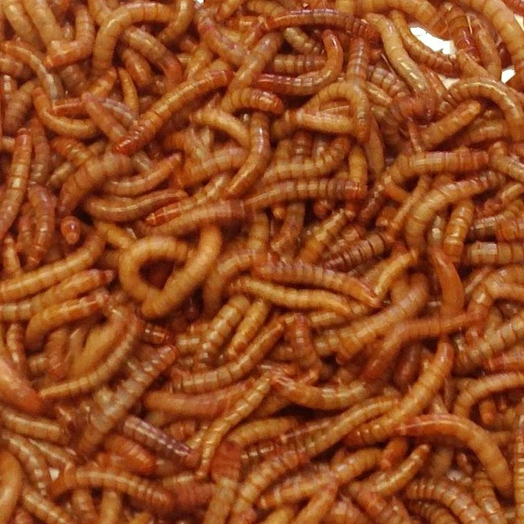 Live Mealworms-Bulk Options 2 Live Mealworms-Bulk Options - Image 2