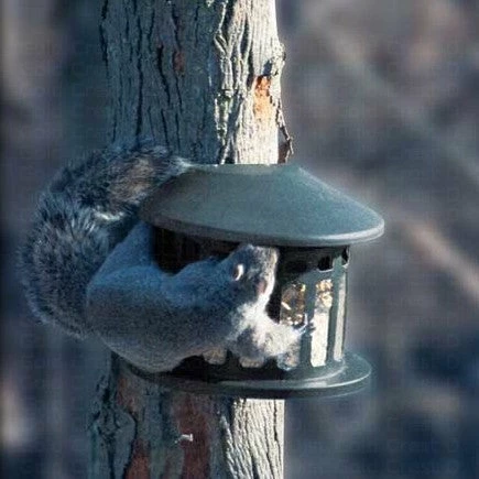 Metal Squirrel Diner Post Mount Feeder 1 Metal Squirrel Diner Post Mount Feeder