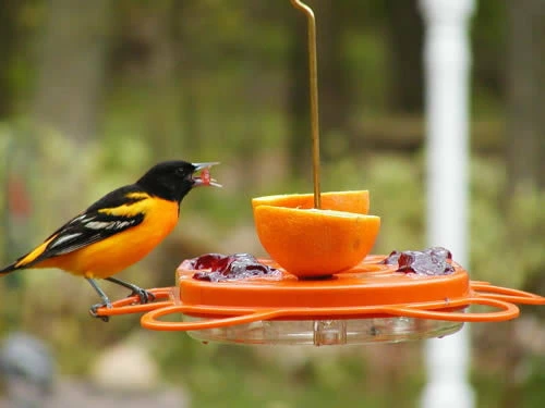 Oriolefest Oriole Bird Feeder 2 Oriolefest Oriole Bird Feeder - Image 2