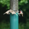 Classic Squirrel Proof Feeder W/Baffle & Pole