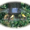 Weather Guard For Classic Bird Feeders