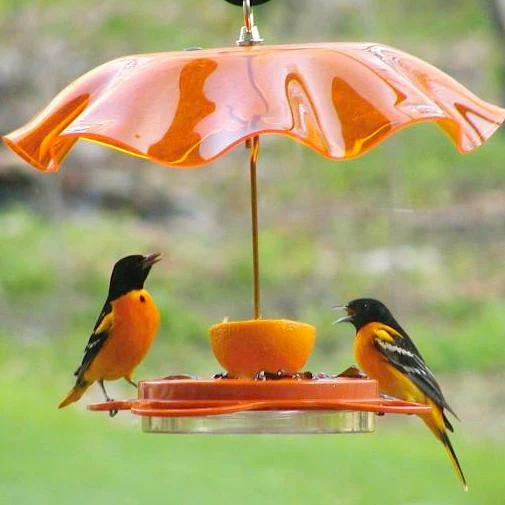 Oriolefest Oriole Bird Feeder 2 Oriolefest Oriole Bird Feeder -US Poultry Sales Store Oriolefest weatherguard