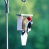 Recycled Tail Prop Suet Feeder