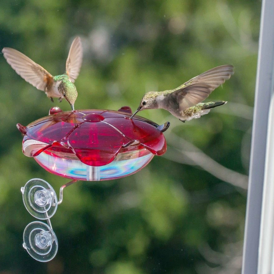 Window Mount Hummingbird Feeder 1 Window Mount Hummingbird Feeder