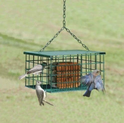 Squirrel-Proof Suet Feeder