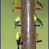 Super Rainbow Finch Feeder