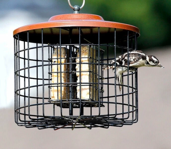 Squirrel Proof Double Suet Feeder 1 Squirrel Proof Double Suet Feeder