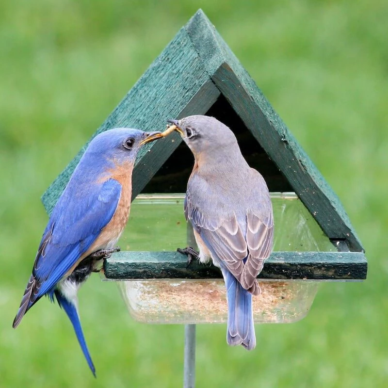 Staked Bluebird Feeder 1 Staked Bluebird Feeder