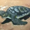 Sea Turtle Ceramic Tile