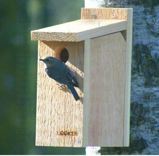 View Thru Bluebird House-NABS Approved 1 View Thru Bluebird House-NABS Approved