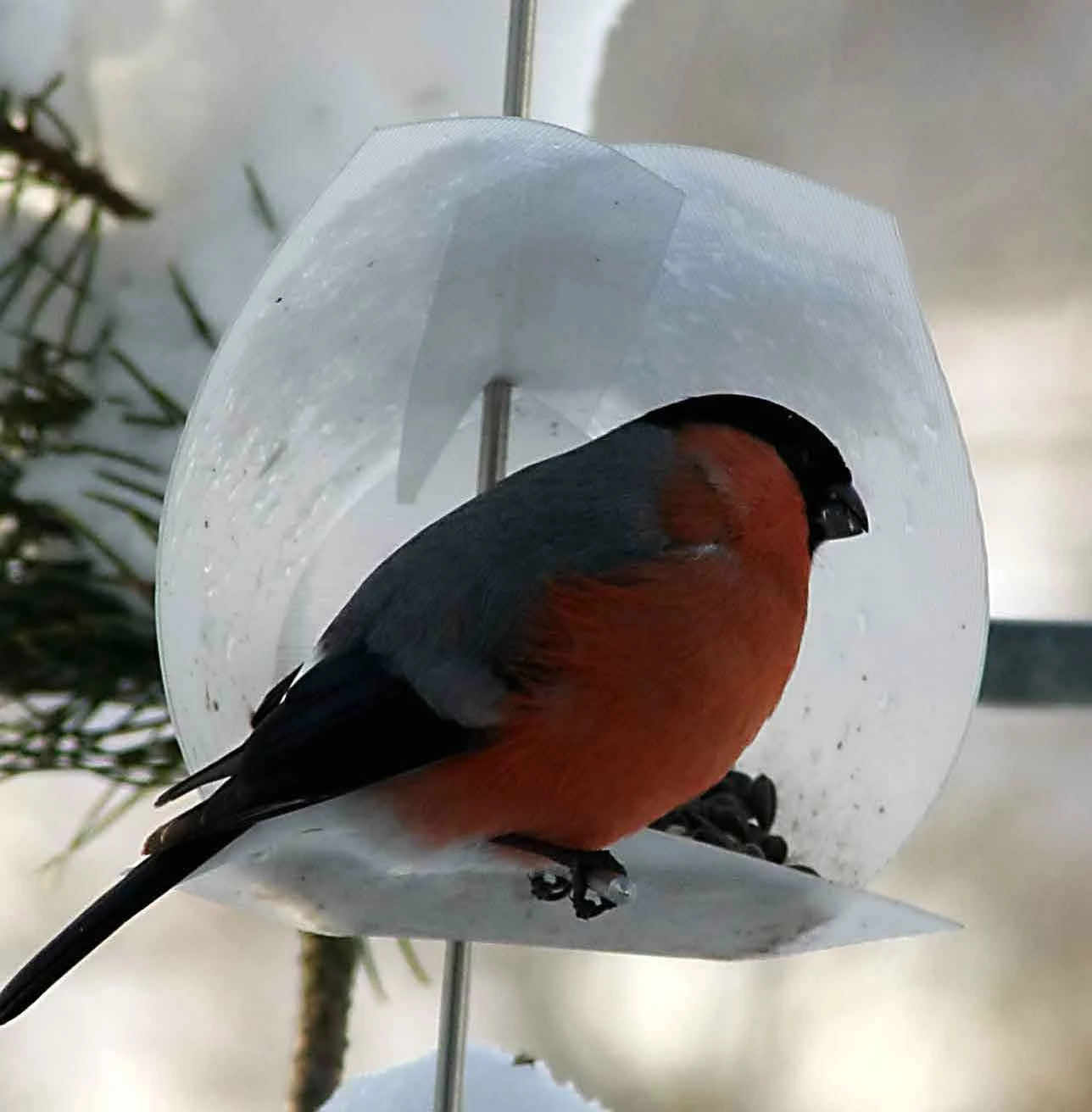 Euro Bird Feeder Kit 1 Euro Bird Feeder Kit