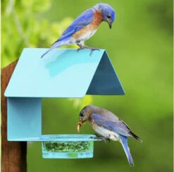 Fence-Post Bluebird Feeder- Blue Or Orange