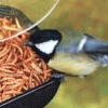 Mesh Tray All-Purpose Bird Feeder