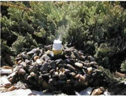 Leaf Mister On Base 7 Leaf Mister On Base -US Poultry Sales Store mister pebble 48ead6e7 8a3c 49e3 80ae cfd90eaf66fd