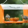 Recycled Fruit & Jelly Oriole Feeder