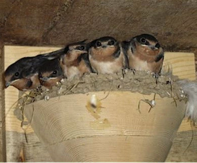 Barn Swallow Nest Cups - Set Of 2 1 Barn Swallow Nest Cups - Set Of 2